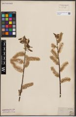 Foto von Salix caprea L.